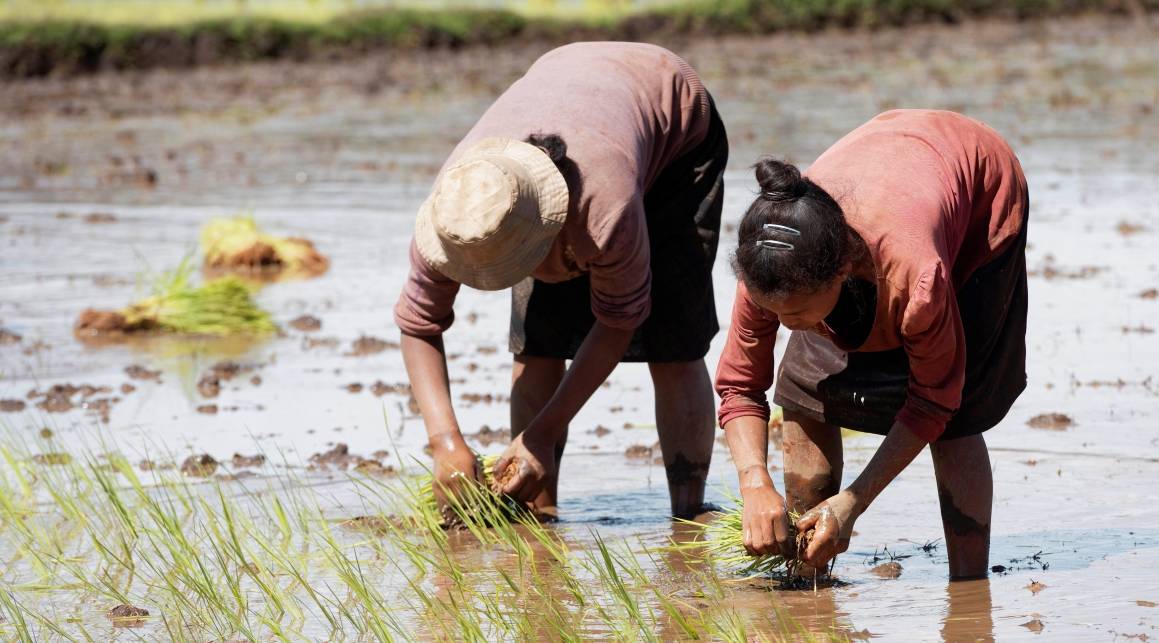 Billedet viser to kvinder, som planter ris i Madagaskar - et land med stor ulighed mellem kønnene. Foto: ILO/Crozet M.